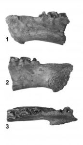 Jaggerjawbone