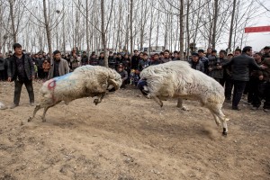 CHINA SHEEP FIGHT