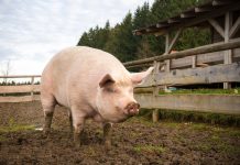 Je li došao kraj tradicionalnog uzgoja svinja u Hrvatskoj? Tko stoji iza toga i zašto?