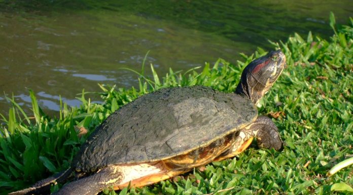 crvenouha/žutouha kornjača (Trachemys scripta)