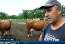Problemi u poljoprivredi: Zbog velikog poskupljenja plavog dizela farme muznih krava posluju s gubitkom