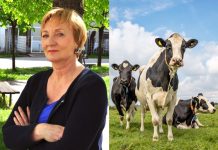 Starešina: Budućnost nizozemske kravice pomalo postaje okidač za reviziju zelenih politika u Europi