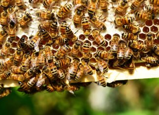 pčele roj pčela