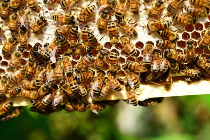pčele roj pčela