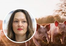 Ružica Vukovac za Narod.hr analizirala katastrofalne poteze vlasti oko eutanazije na tisuće svinja
