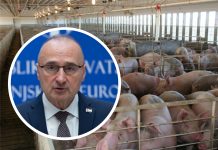 Kako je ministar Grlić Radman profitirao od eutanaziranja svinja u Slavoniji zbog afričke svinjske kuge