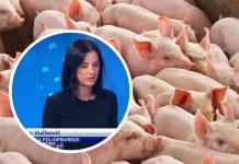 Ministrica Vučković optužuje 'osobe povezane s desnim opcijama' za širenje svinjske kuge