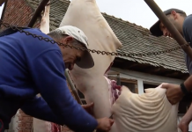 Strah od afričke svinjske kuge, ali i nova pravila: Svinjokolja u Slavoniji već počela