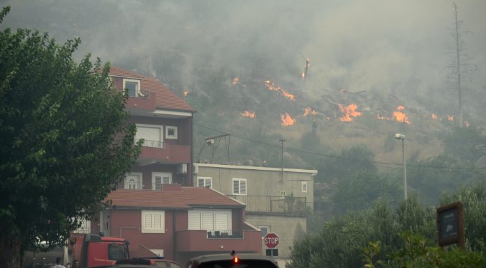 žrnovnici